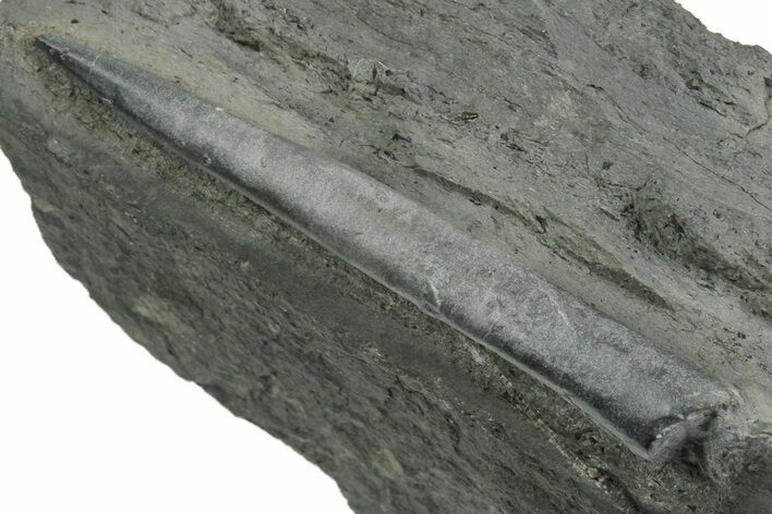 Fossil Belemnite (Youngibelus) Rostrum - Germany #354197